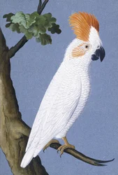Cacatúa, 1750-1800