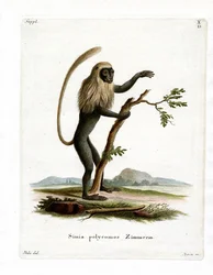 Mono Colobo