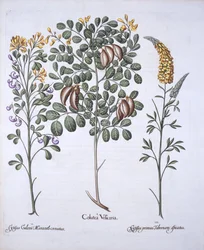 Árbol de Colutea y Variedades de Cytisus, de Hortus Eystettensis, por Basil Besler, pub. 1613