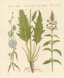 Plantas comerciales y medicinales