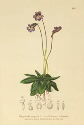 Grasilla común (Pinguicula vulgaris)
