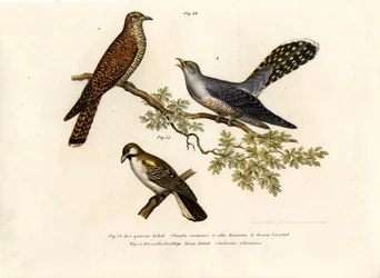 Cuco común, 1864