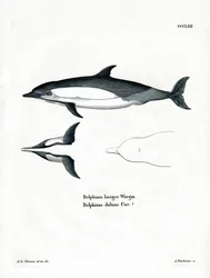 Delfín Común