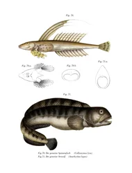 Dragonet común