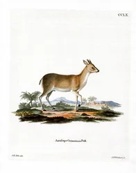 Duiker común