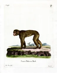 Macaco común