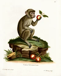 Macaco común