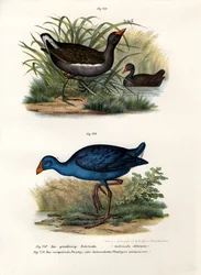 Gallineta común, 1864
