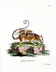 Ratón zarigüeya común
