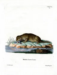Nutria Común
