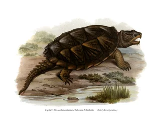 Tortuga mordedora común