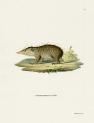 Tenrec común