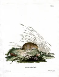 Vole Común