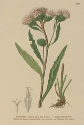 Saussurea común (Saussurea alpina)