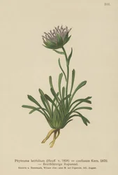 Rampion confuso (Phyteuma confusum, Phyteuma latifolium, Phyteuma hemisphaericum ssp. confusum, Phyteuma nanum)