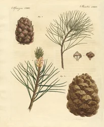 Bosques de coníferas con frutos comestibles