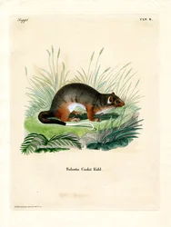 Cuscús de Cook