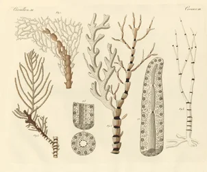 Pólipos de coral