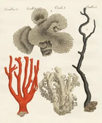 Corales