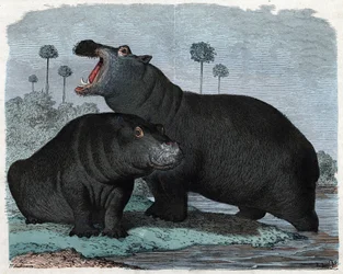 Pareja de hipopótamos. En “Wenn Jemand eine Reise thut, so kann er was erzählen” (Cuando alguien viaja, esto es lo que puede contar), cuento alemán de Franz Wiedemann