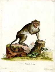 Macaco Cangrejero
