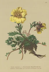 Geum rastrero (Geum reptans)