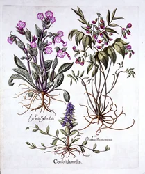 Búgula rastrera, veza de primavera y silene roja, de Hortus Eystettensis, por Basil Besler (1561-1629), publicado en 1613