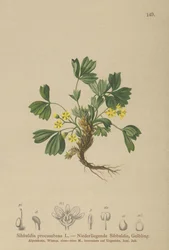 Sibbaldia rastrera (Sibbaldia procumbens)