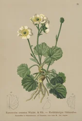 Ranúnculo crenado (Ranunculus crenatus)