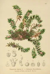 Camemor (Empetrum nigrum)