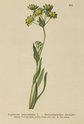 Hierba de liebre de hojas de ranúnculo (Bupleurum ranunculoides)
