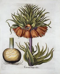 Corona imperial llamada fritillaria, de Hortus Eystettensis, por Basil Besler, pub. 1613