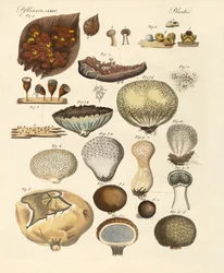 Plantas criptógamas