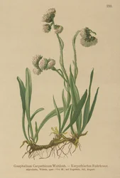 Hierba de cudweed (Gnaphalium Carpathicum)