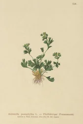 Alquimila de hojas cortadas (Alchemilla pentaphyllea)