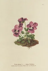 Ciclamen, Violeta alpina