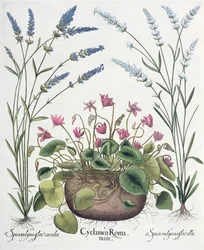 Ciclamen y lavanda: 1.Cyclamen Romanum; 2.Spica vulgaris flore albo; 3.Spica vulgaris flore ceruleo, del Hortus Eystettensis por Basil Besler (1561-1629), pub. 1613