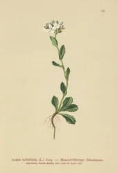 Berro de hojas de margarita (Arabis bellidifolia)