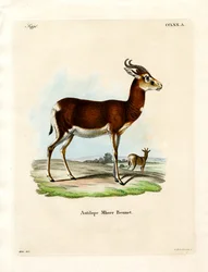Gacela Dama