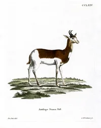 Gacela dama