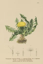 Diente de león (Taraxacum nigricans, Taraxacum officinale var. Alpinum)