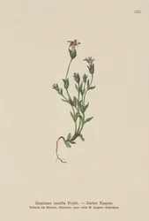 Genciana enana de los daneses (Gentiana tenella, Gentianella tenella, Comastoma tenellum)