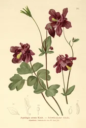 Columbina oscura (Aquilegia atrata)