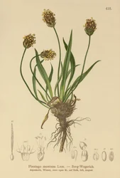 Llanten oscuro (Plantago atrata, Plantago montana)