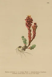 Sedum oscuro (Sedum atratum, Sedum rubens)