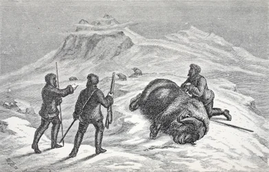 Muerte del buey almizclero, pub. Londres 1874