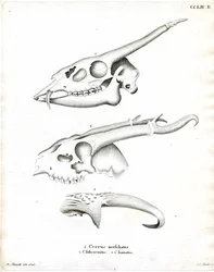 Astas de Ciervo