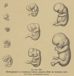 Desarrollo del embrión humano en los primeros tres meses de embarazo