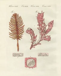 Diferentes tipos de zoófitos o plantas ornamentales
