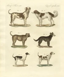 Diferentes tipos de perros